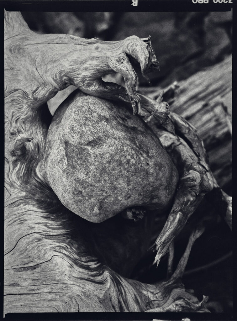 Black and white photograph of a large boulder grasped in the roots of a fallen tree.
