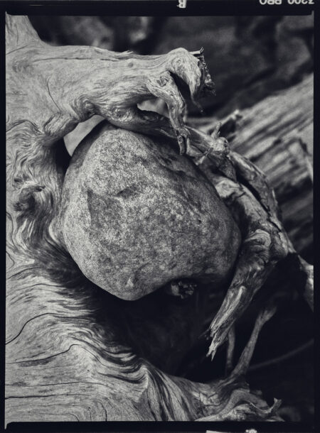 Black and white photograph of a boulder held in the roots of a large tree.