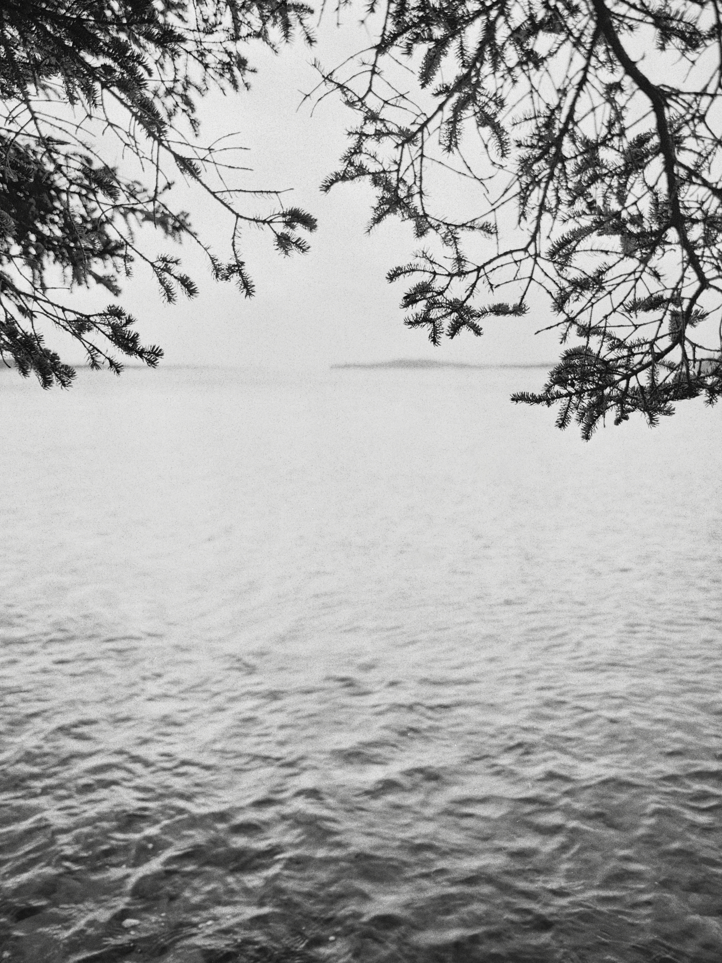 Black and white photograph. Branches of a spruce tree frame a view of waves receding into the distance. An island is barely visible through the fog.
